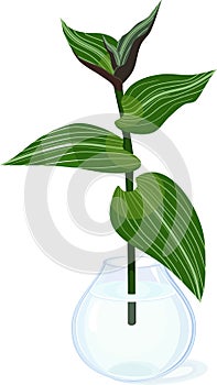 Cutting of wandering Jew plant Tradescantia fluminensis with green leaves in glass vase with water